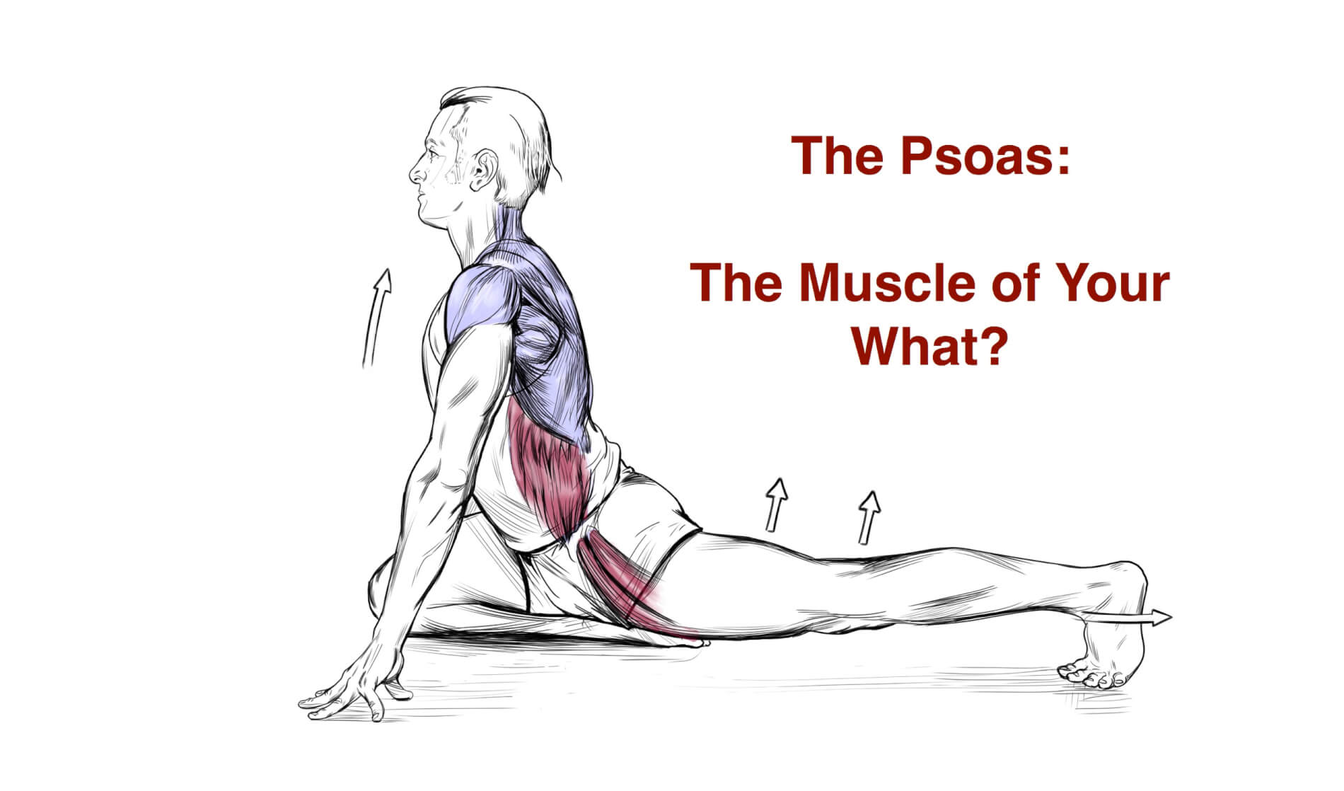 The Psoas is not the muscle of your F@#$%ING soul